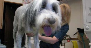 white dog treatment
