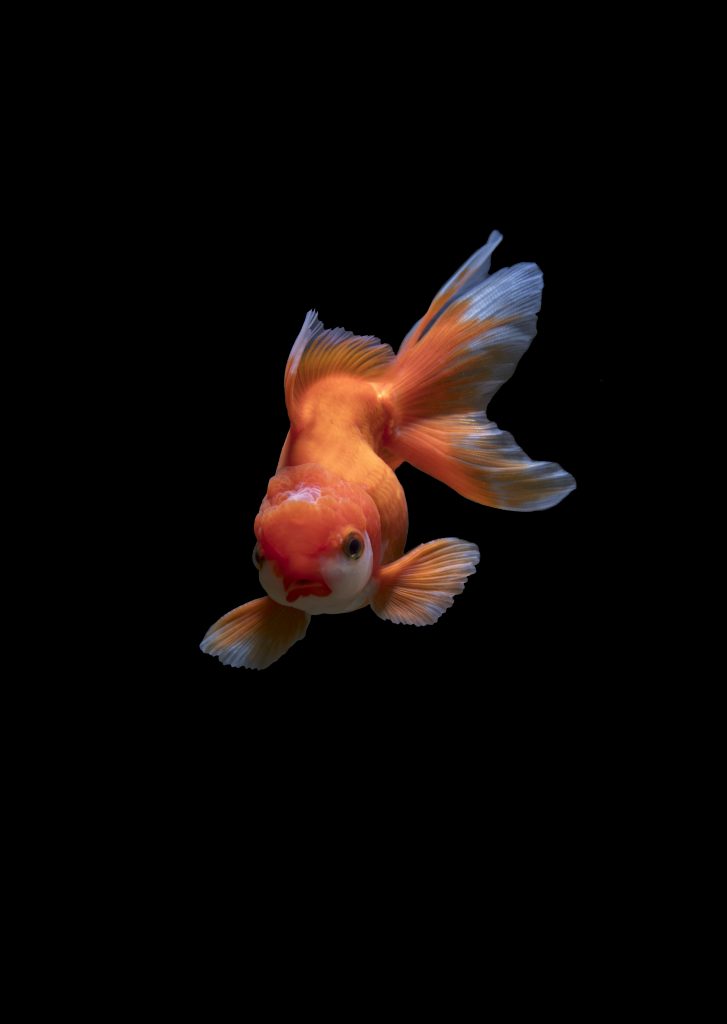 Why Are My Fish Always Hungry