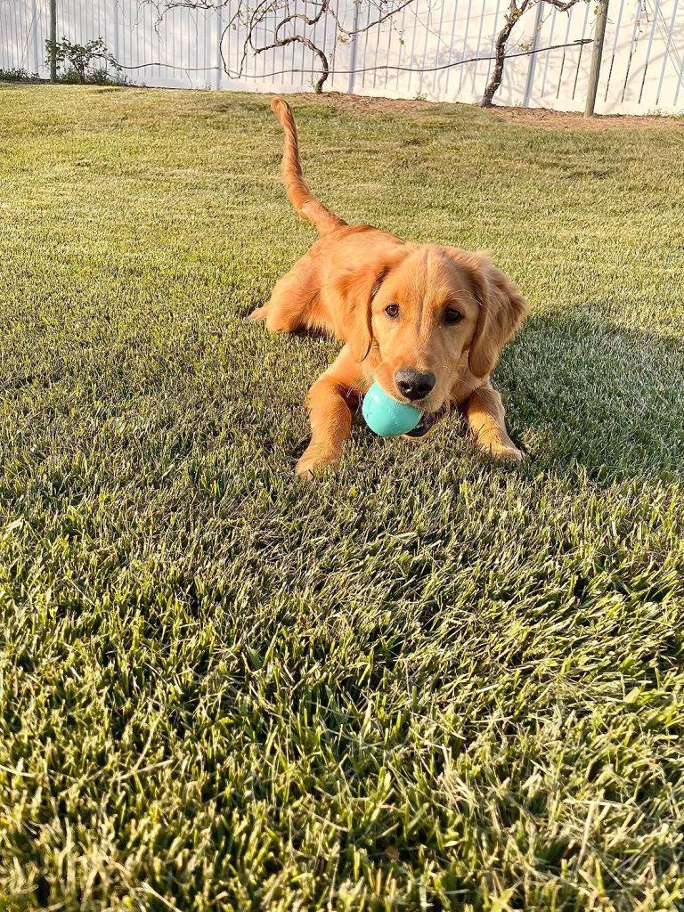 Nylabone Power Play Puppy Gum-a-Ball, Puppy Ball - Interactive Puppy Enrichment Toys - Puppy Must Haves (1 Count)